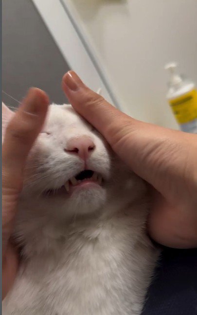 人にマッサージをされている猫