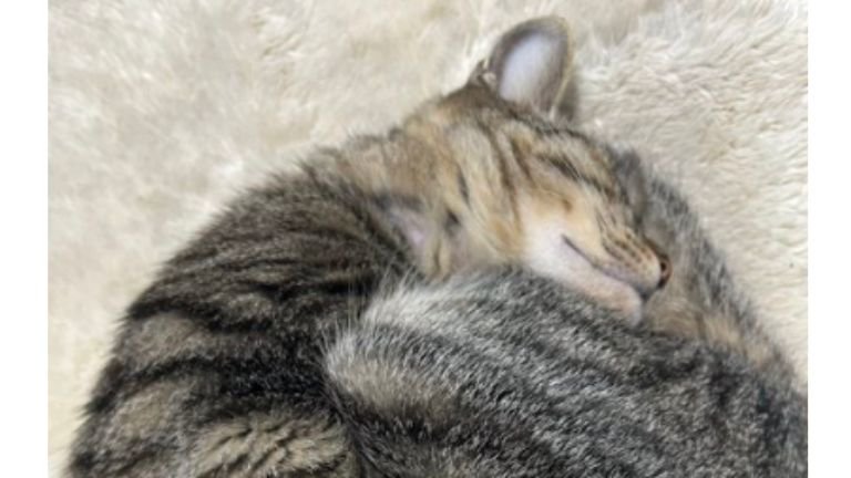 眠る猫