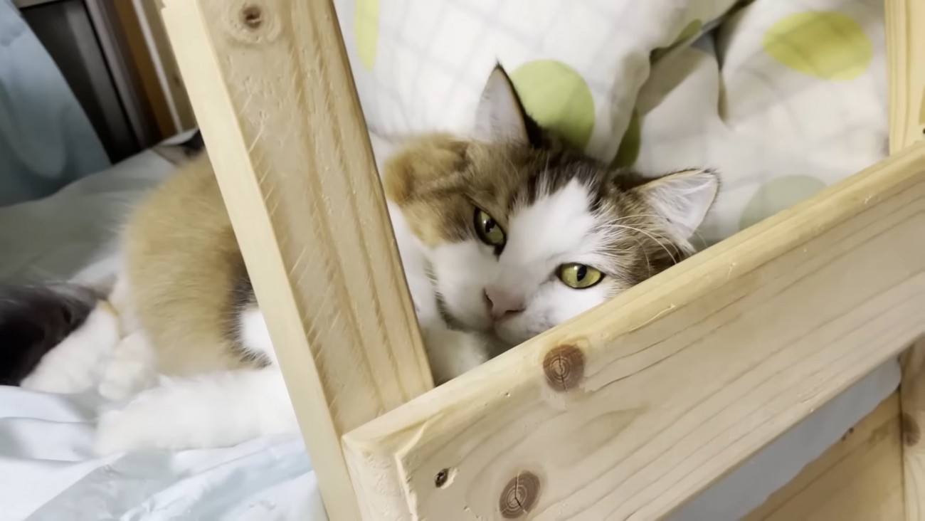 ベッドで寝ている長毛の猫