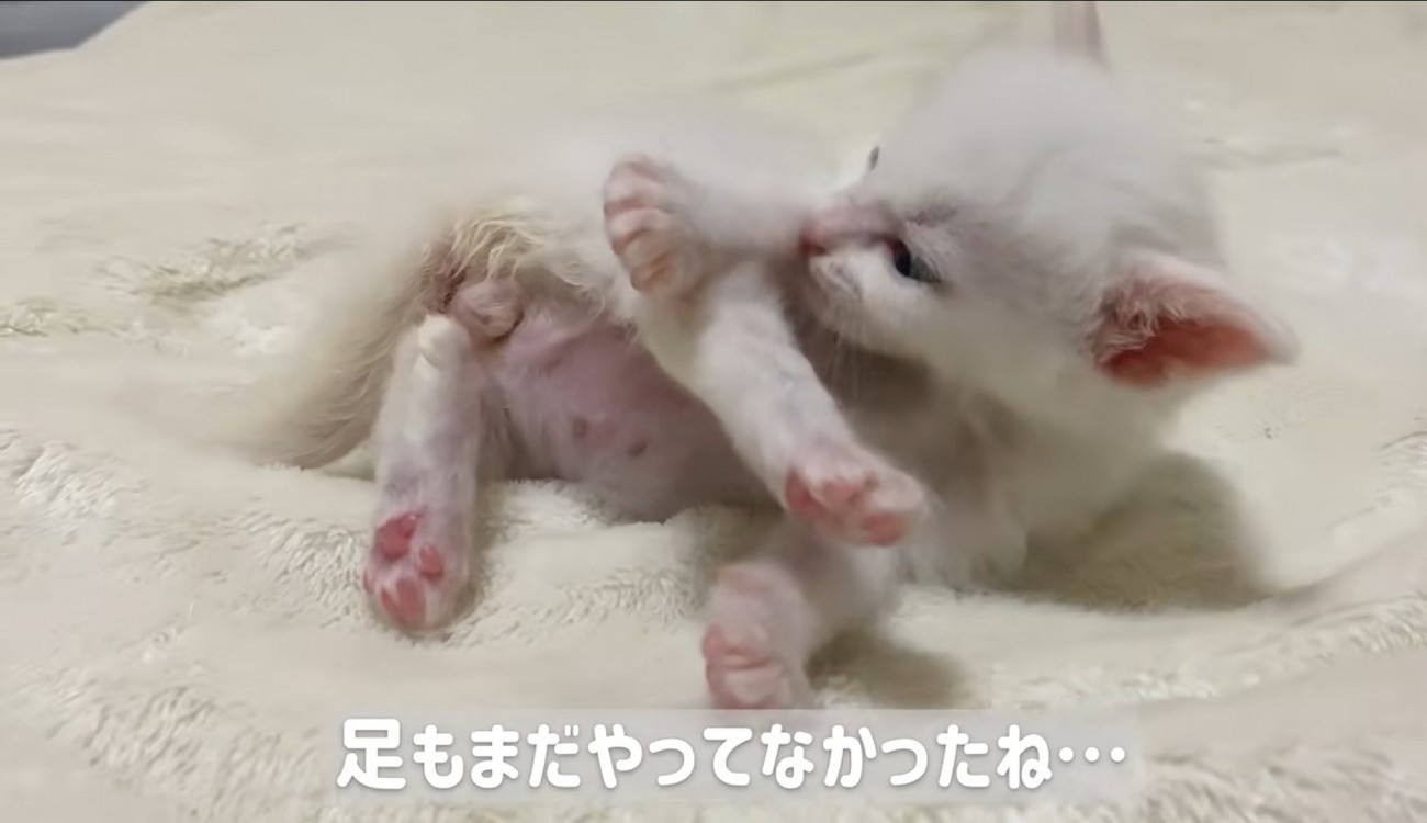 横になって毛づくろいしている子猫