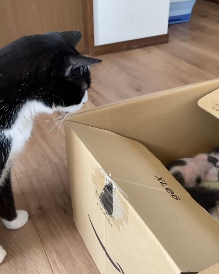 子猫を見つめる猫