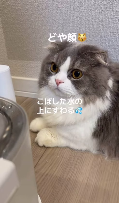 香箱座りをしている猫の上半身アップ