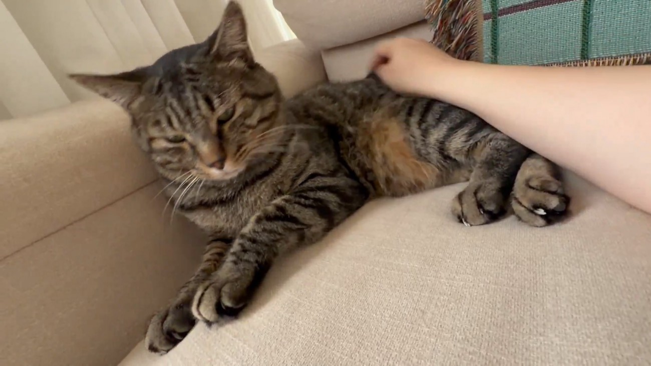 背中を撫でられる猫