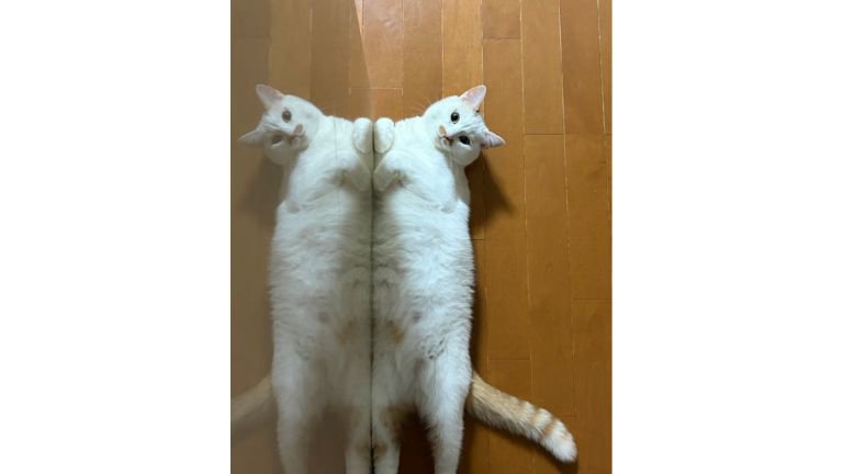 寝転ぶ猫