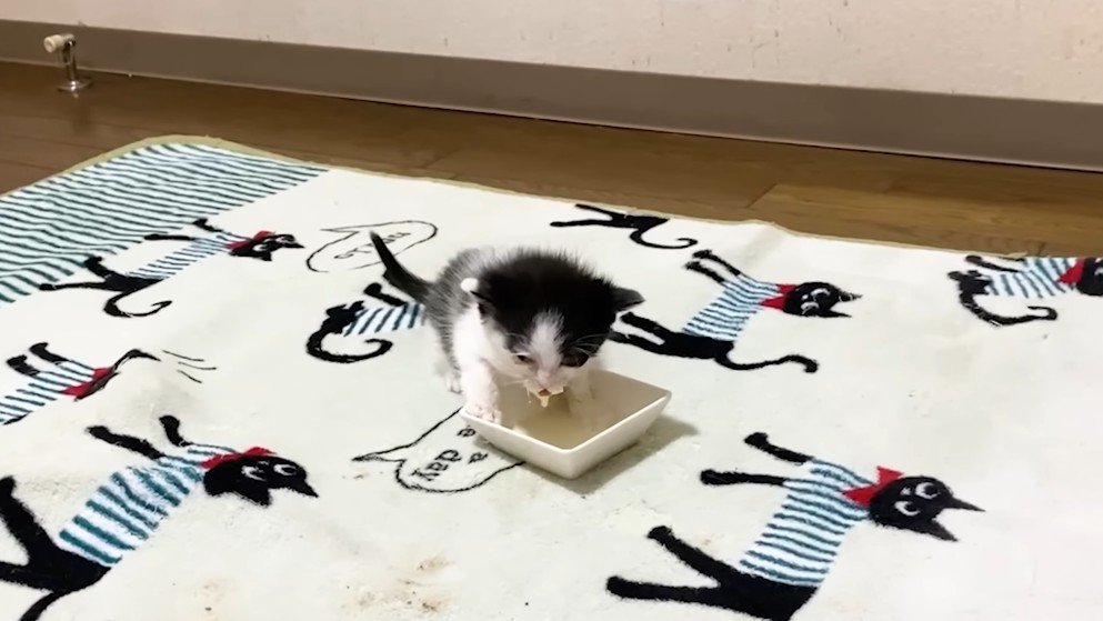 ミルク
