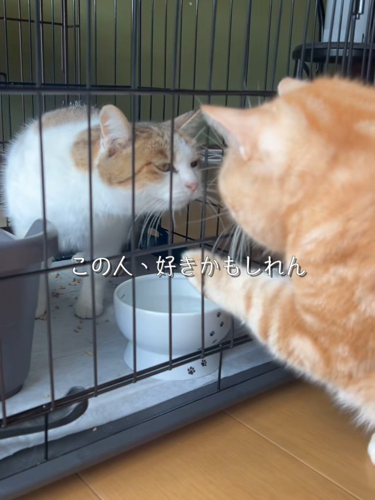 ケージ越しに向かい合う2匹の猫