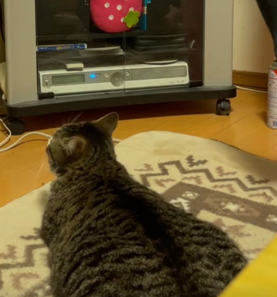 前を向き直す猫