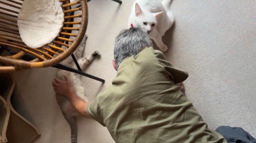 シャムトラ猫を撫でる男性と、男性の頭を舐める白猫