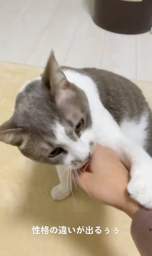 飼い主の手を噛もうとするサバ白