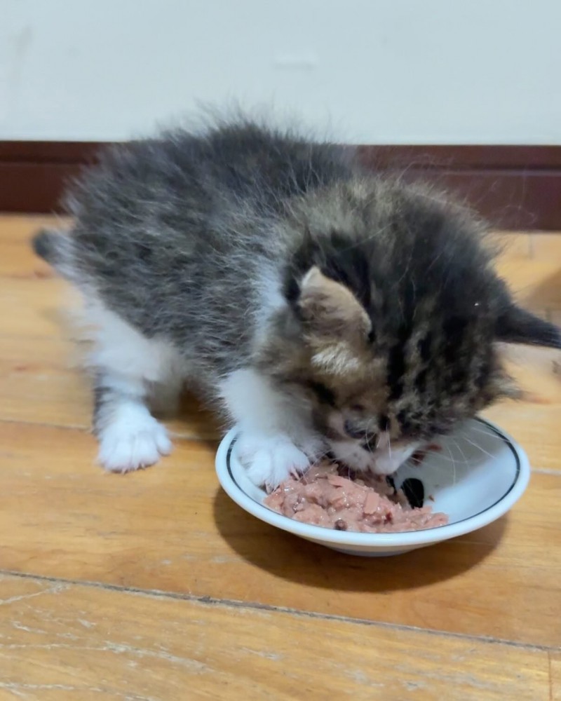 ごはんを食べる子猫
