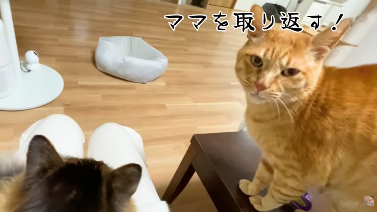 テロップ「ママを取り返す！」