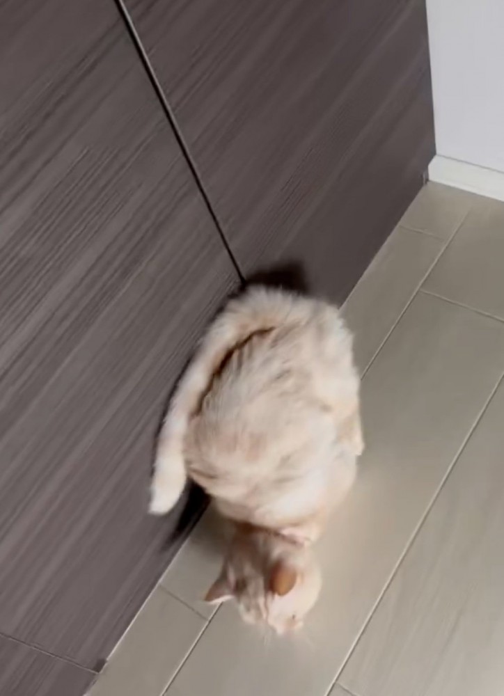 なぜか前に進んでしまう猫