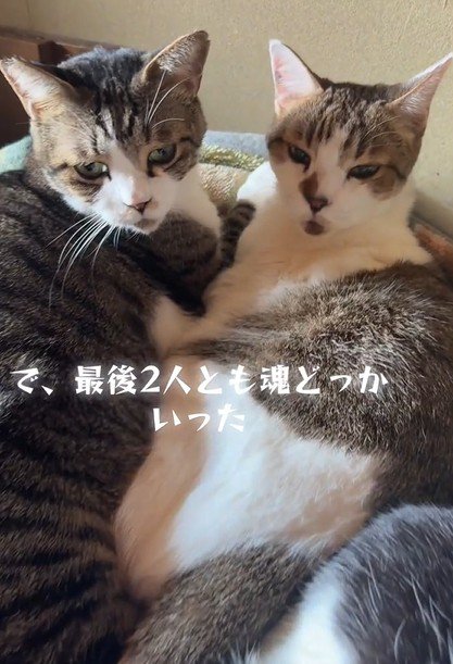 寄り添ってぼーっとする2匹の猫