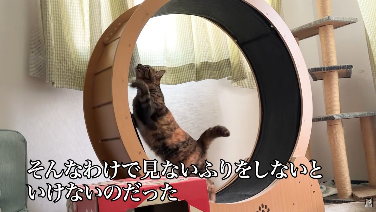テロップ「そんなわけで～」