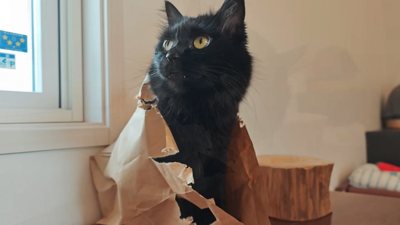 紙袋から顔を出すモカちゃん