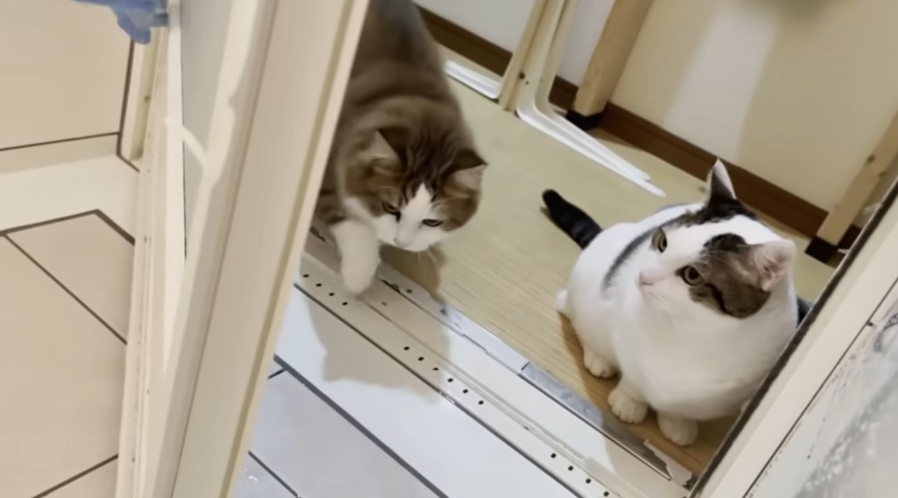 お風呂の入り口にいる猫