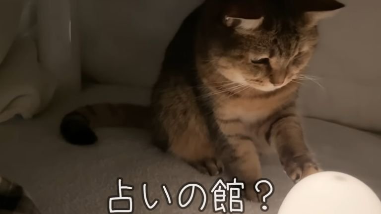 こたつの中の猫