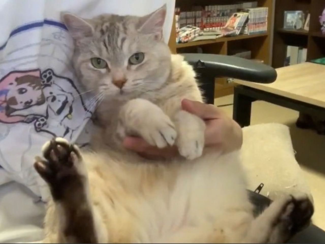 飼い主さんに抱かれるシルバータビーの猫