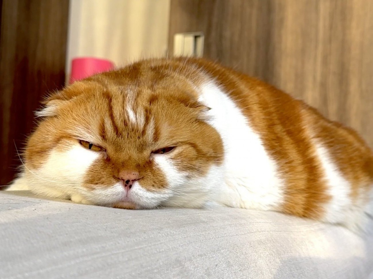 不貞腐れたような表情で平べったくなって寝る猫