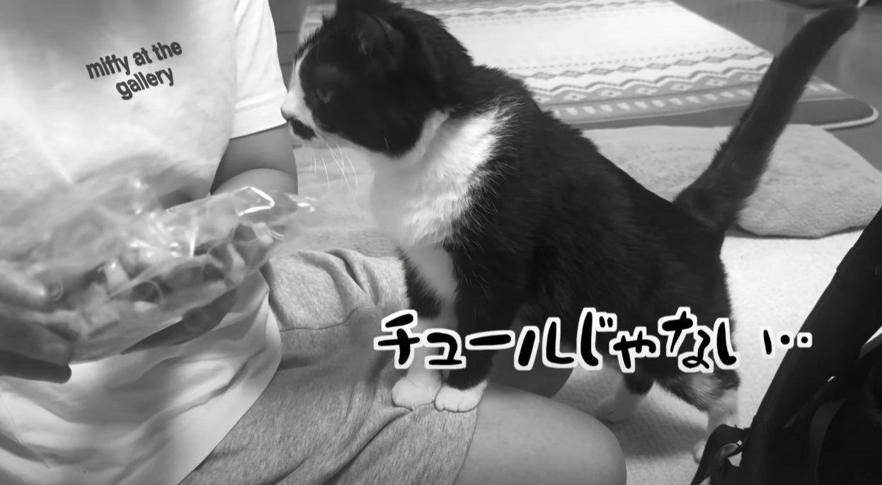 座っている人の膝に手を置いて近づく猫