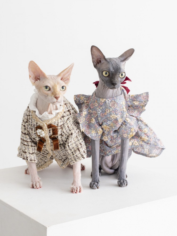 写真を撮る2匹の猫