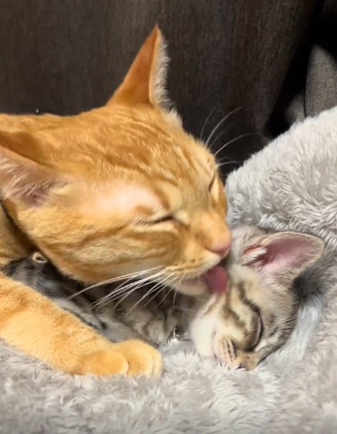 子猫を毛づくろいしてあげる茶トラ猫