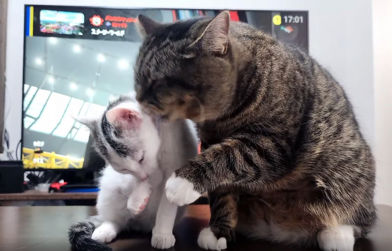 毛繕いする猫