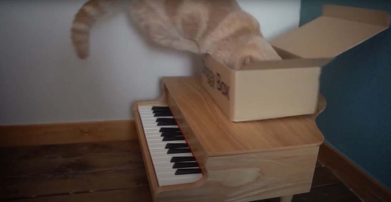 飛ぶ猫