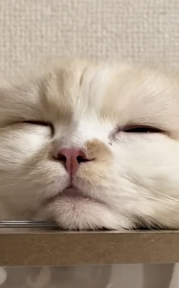 キャットタワーでくつろぐ猫の写真2