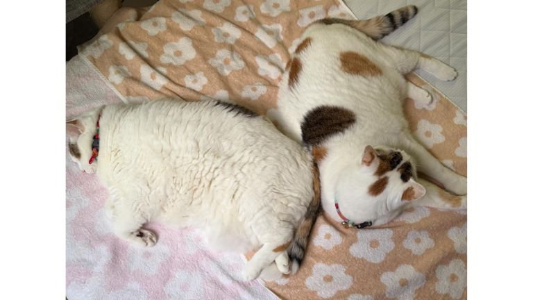 寝ている猫