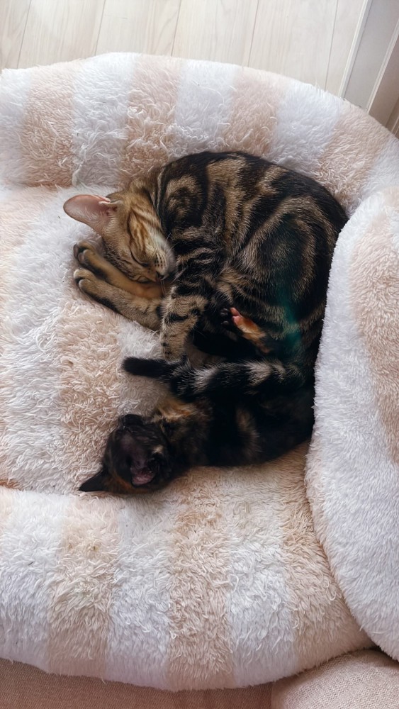 寝ている2匹の猫