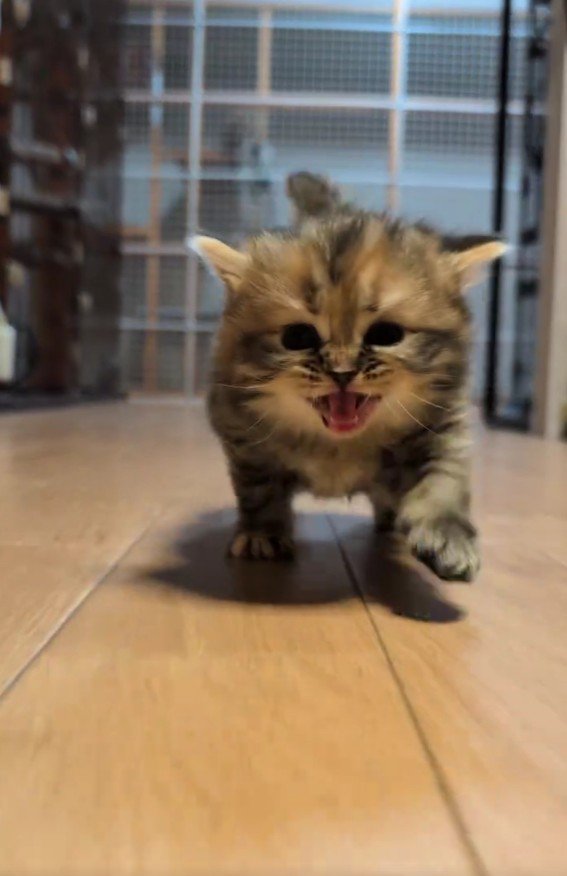 こちらへ向かってくる子猫