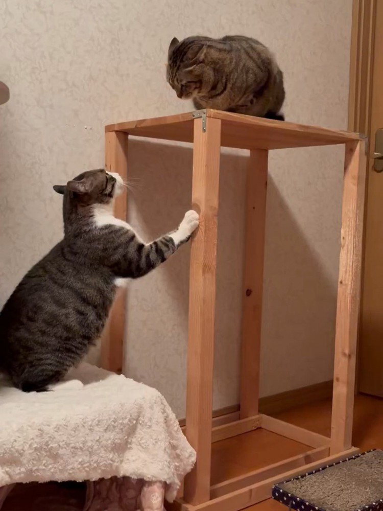 向かい合う2匹の猫たち