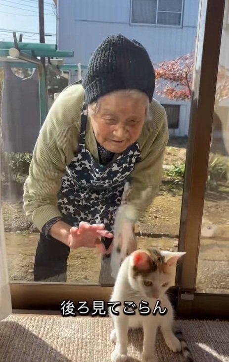 日向ぼっこしているミケ猫と窓の向こうにいるおばあさん