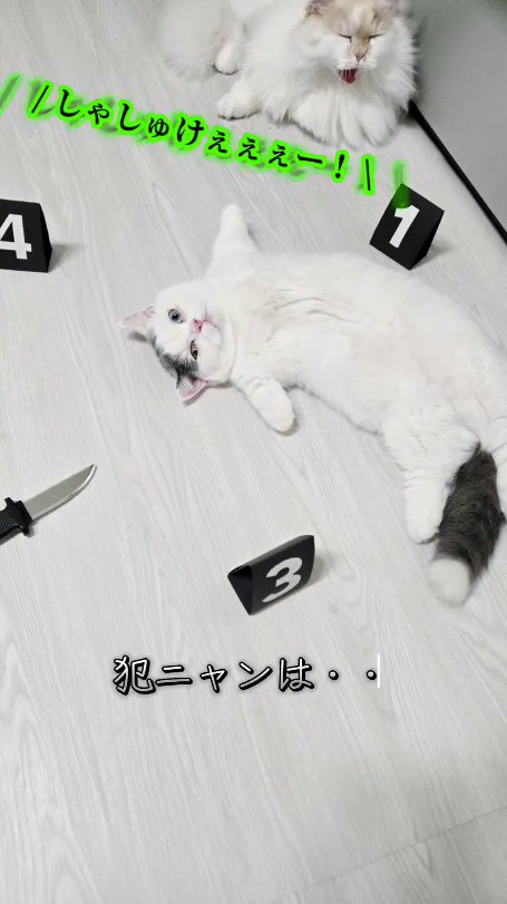 事件現場を模した床に横になる猫