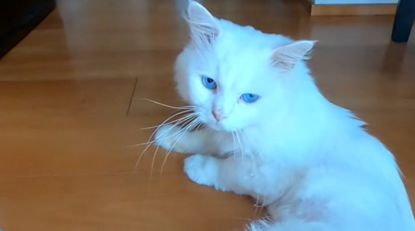 きれいな白い毛になり室内で過ごすシロちゃん