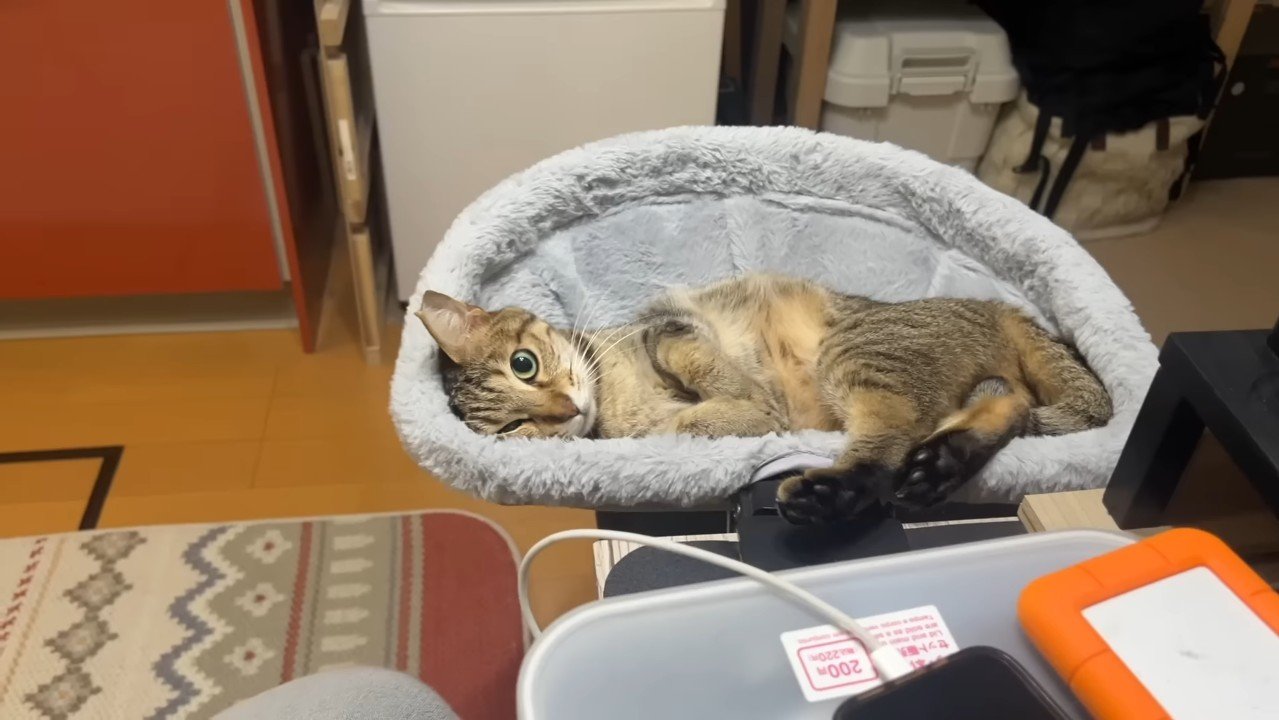 こちら向いた姿