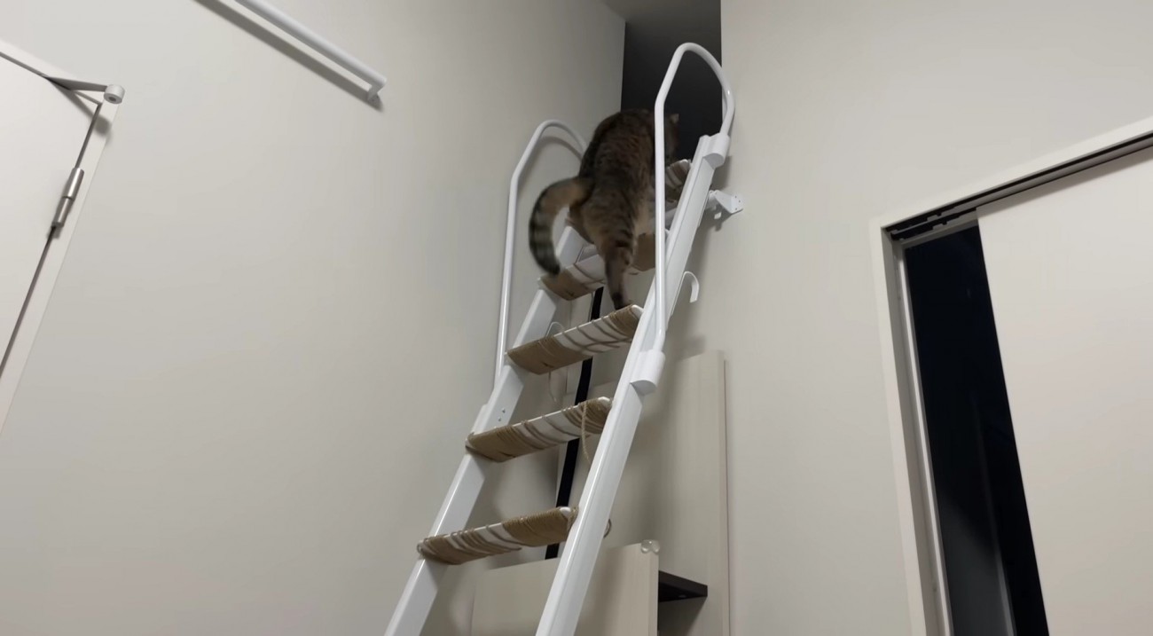 はしごを駆け上るみにらくん