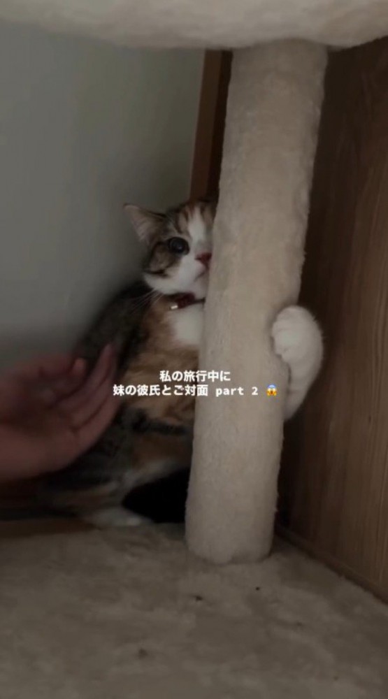 キャットタワーにしがみつく猫