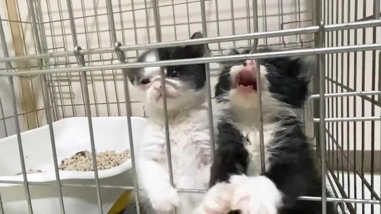 掴まり立ちするふたり