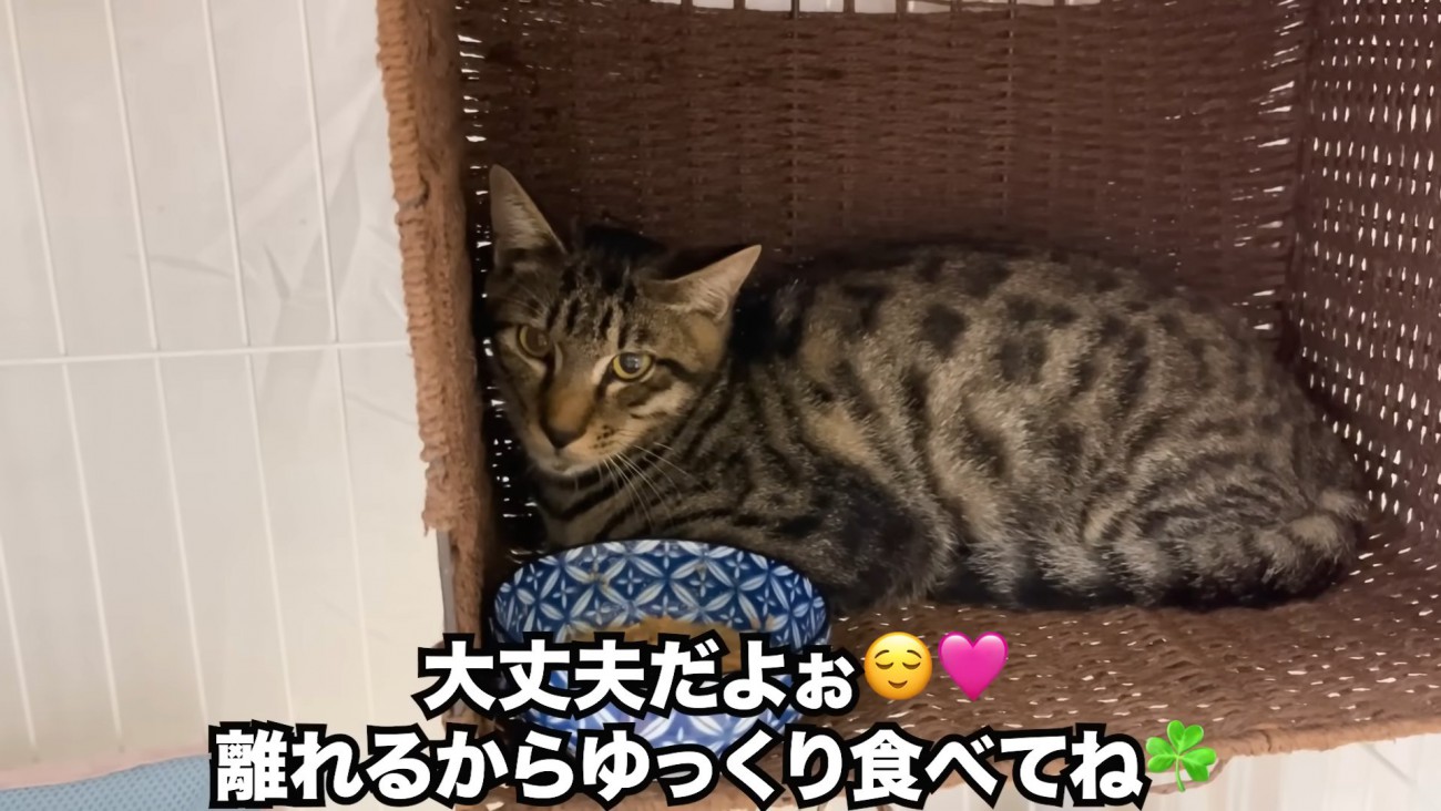 ごはんを出された子猫