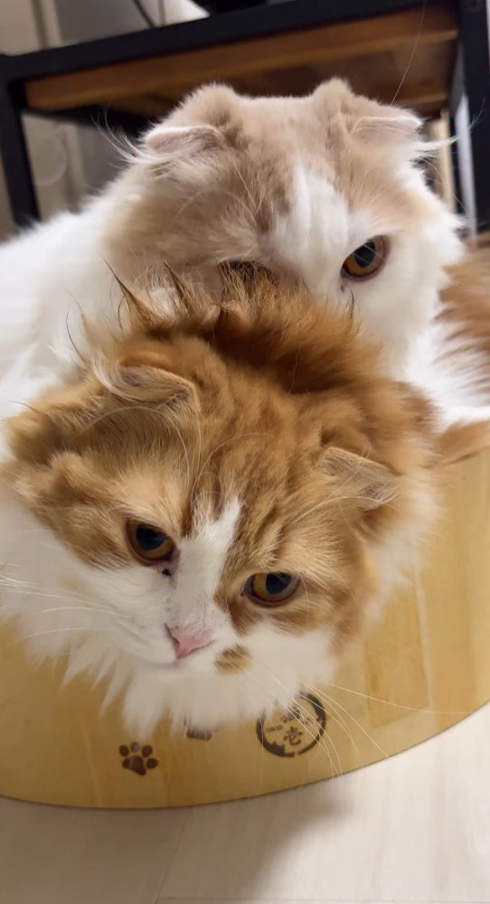 茶色い猫の上に乗るクリーム色の猫