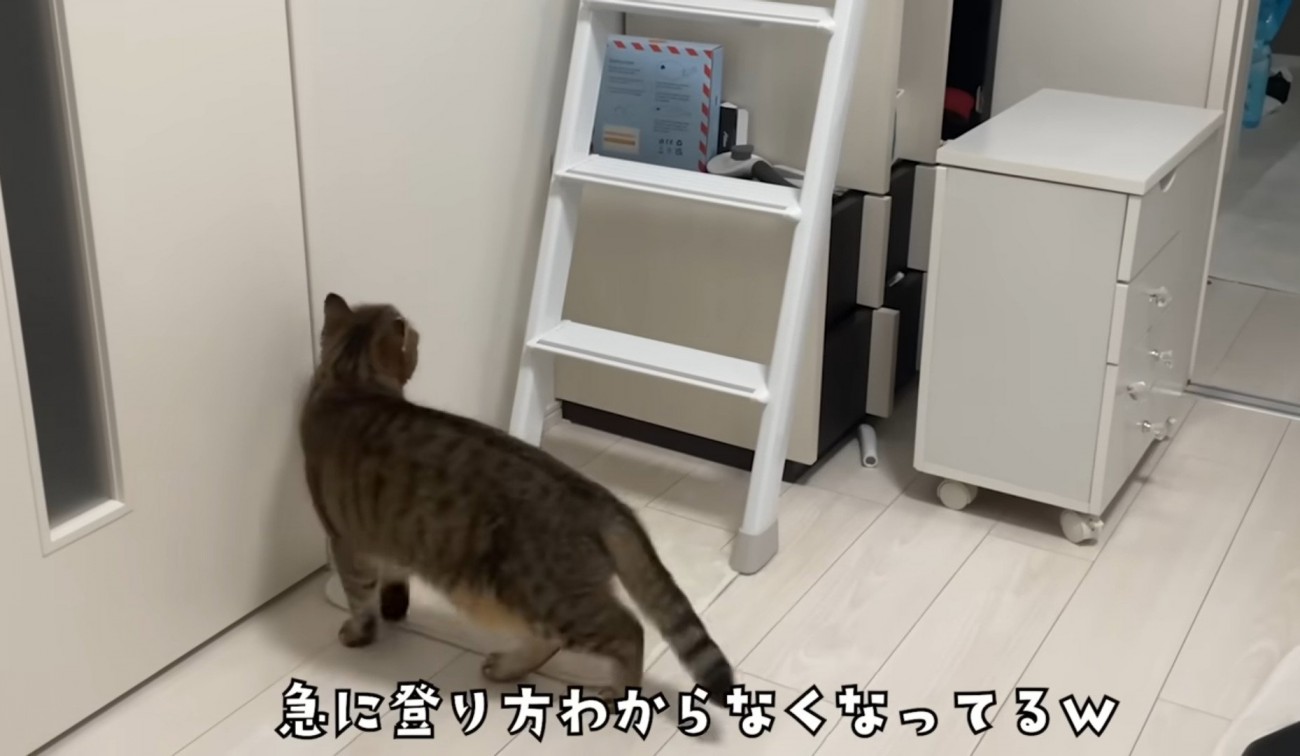 階段はしごの下にいる猫