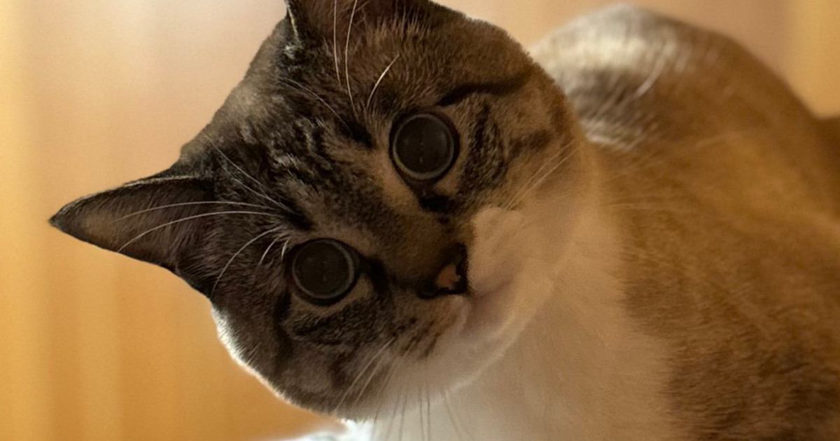 ソファーに座っている猫