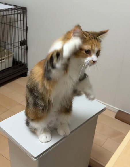 後ろ足で立って手をあげる猫