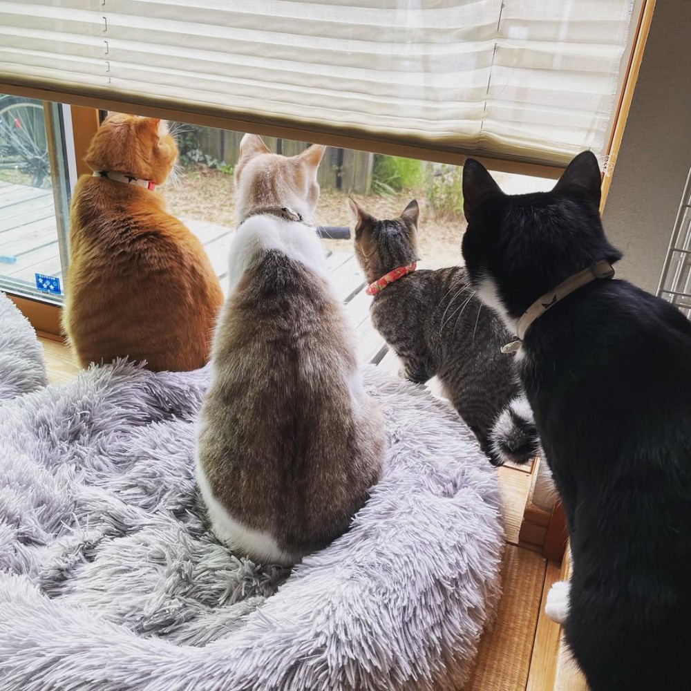 外を眺める猫たち