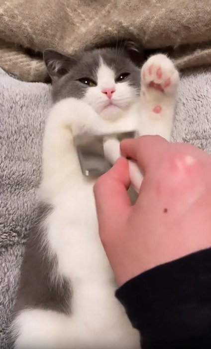 片手を上げる子猫