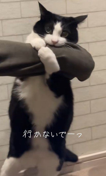 二本足で立ち上がる猫