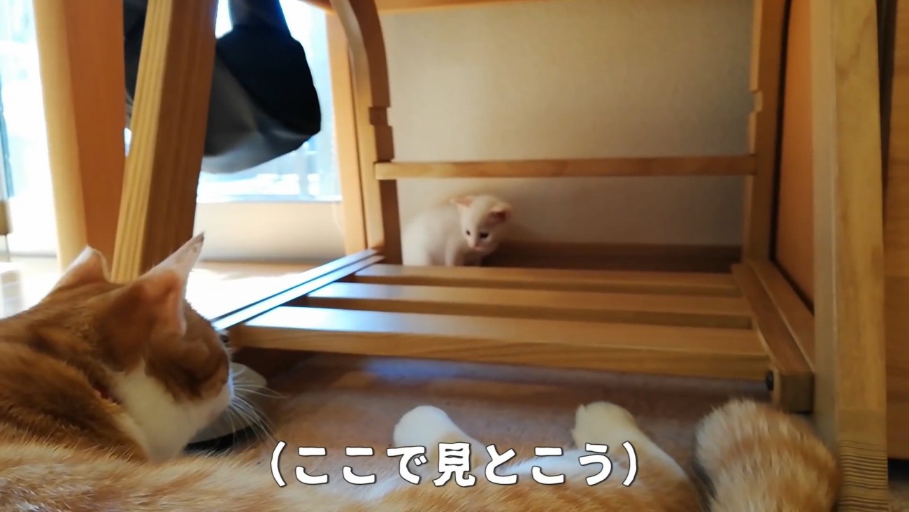 赤ちゃん猫を見守る子猫