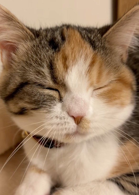 渋い顔の猫